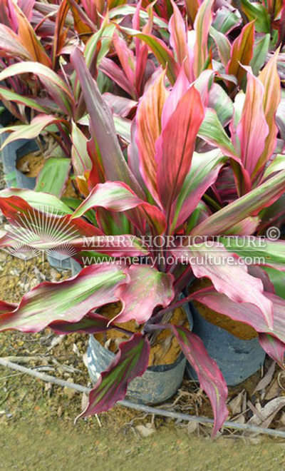 Cordyline hybrid red